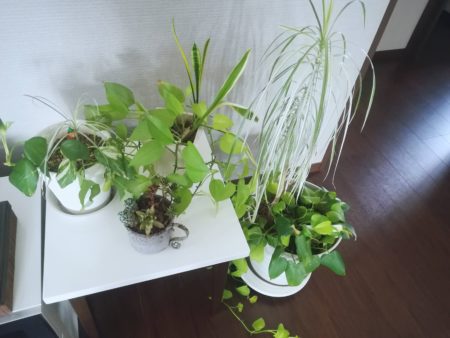 現在の観葉植物