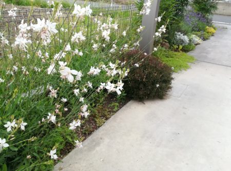 ガウラ