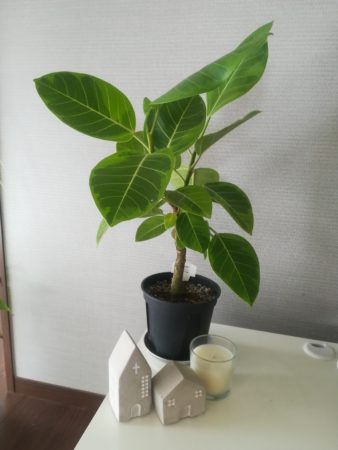 フィカスアルテシマ ゴムの木 が枯れた 葉が丸まった 枯れた観葉植物は再生できるのか 白い平屋の家を建てました