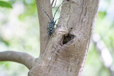 カミキリムシにやられたハナミズキ 自分でできる駆除 伐採方法について 白い平屋の家を建てました