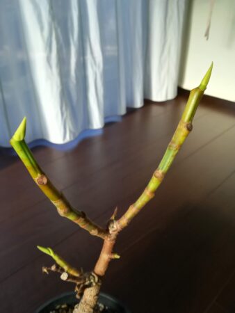 フィカスアルテシマ ゴムの木 が枯れた 葉が丸まった 枯れた観葉植物は再生できるのか 白い平屋の家を建てました