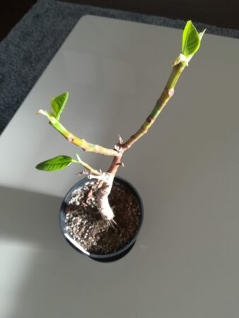 フィカスアルテシマ ゴムの木 が枯れた 葉が丸まった 枯れた観葉植物は再生できるのか 白い平屋の家を建てました