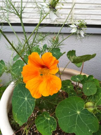 ナスタチウム